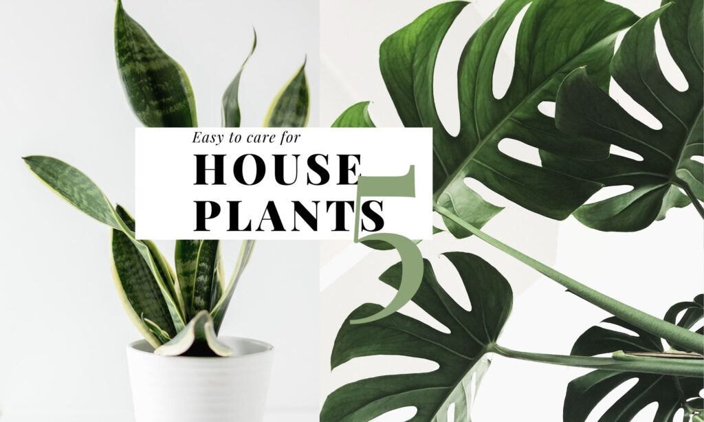 友善新手居家植栽 Easy to care for house plants