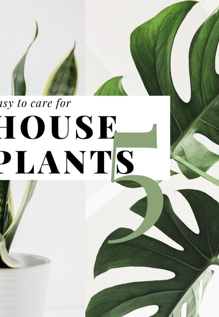 5 Easy to care for house plants, make life be gentle and strong